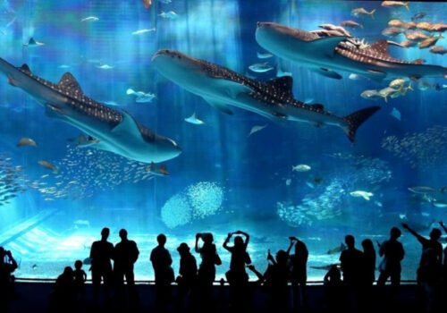 Le Coex Aquarium Mall